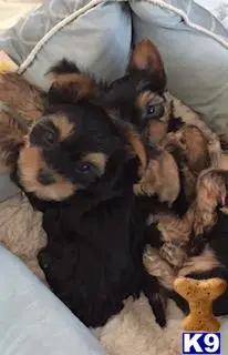 Yorkshire Terrier puppy for sale