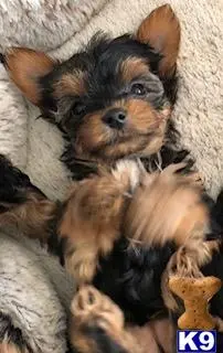 Yorkshire Terrier puppy for sale