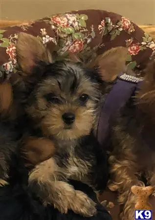 Yorkshire Terrier puppy for sale