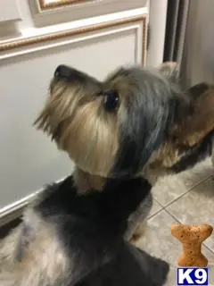 Yorkshire Terrier stud dog