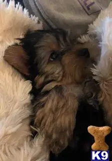 Yorkshire Terrier puppy for sale