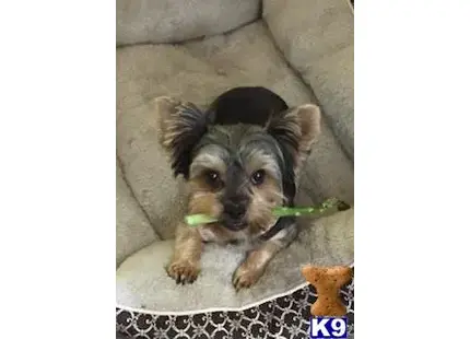 a small yorkshire terrier dog with a toy in its mouth