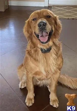 Golden Retriever stud dog