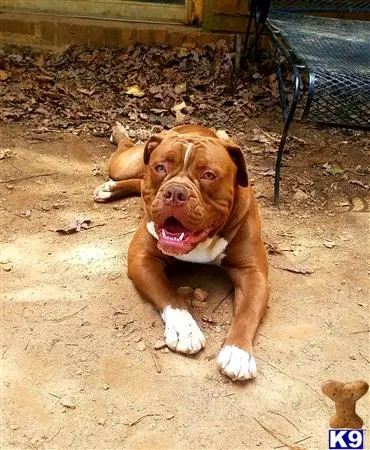 Old English Bulldog stud dog