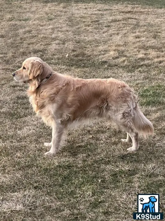 Golden Retriever stud dog