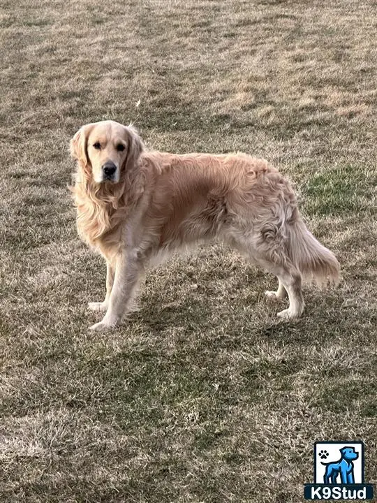 Golden Retriever stud dog