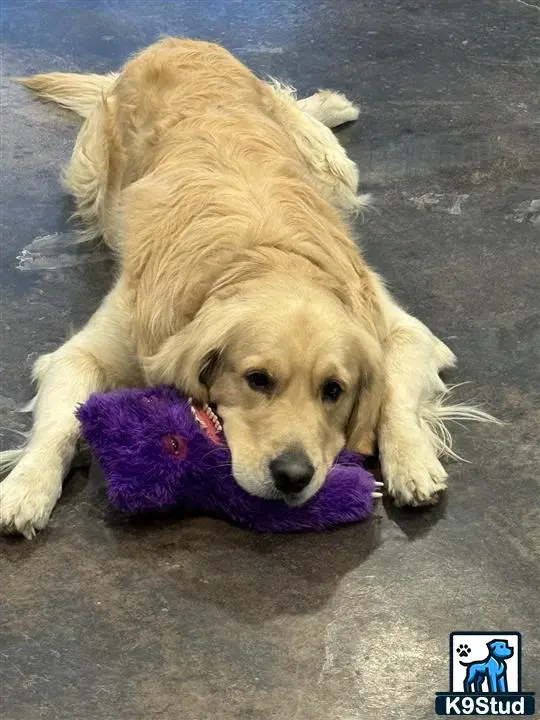 Golden Retriever stud dog