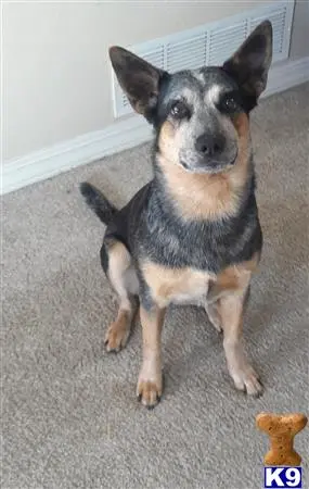 Australian Cattle Dog