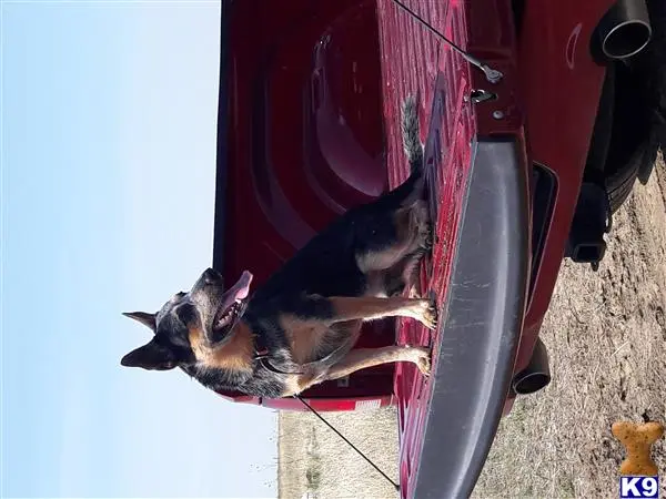 Australian Cattle Dog stud dog