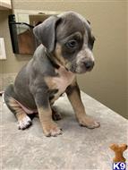 american bully puppy posted by rdbrown44