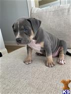 american bully puppy posted by rdbrown44
