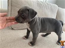 american bully puppy posted by rdbrown44