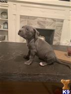 american bully puppy posted by rdbrown44