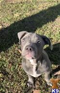 american bully puppy posted by rdbrown44