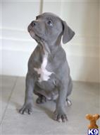 american pit bull puppy posted by rdbrown44
