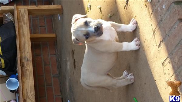 american pit bull puppy posted by rdkslk34