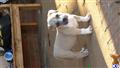 american pit bull puppy posted by rdkslk34