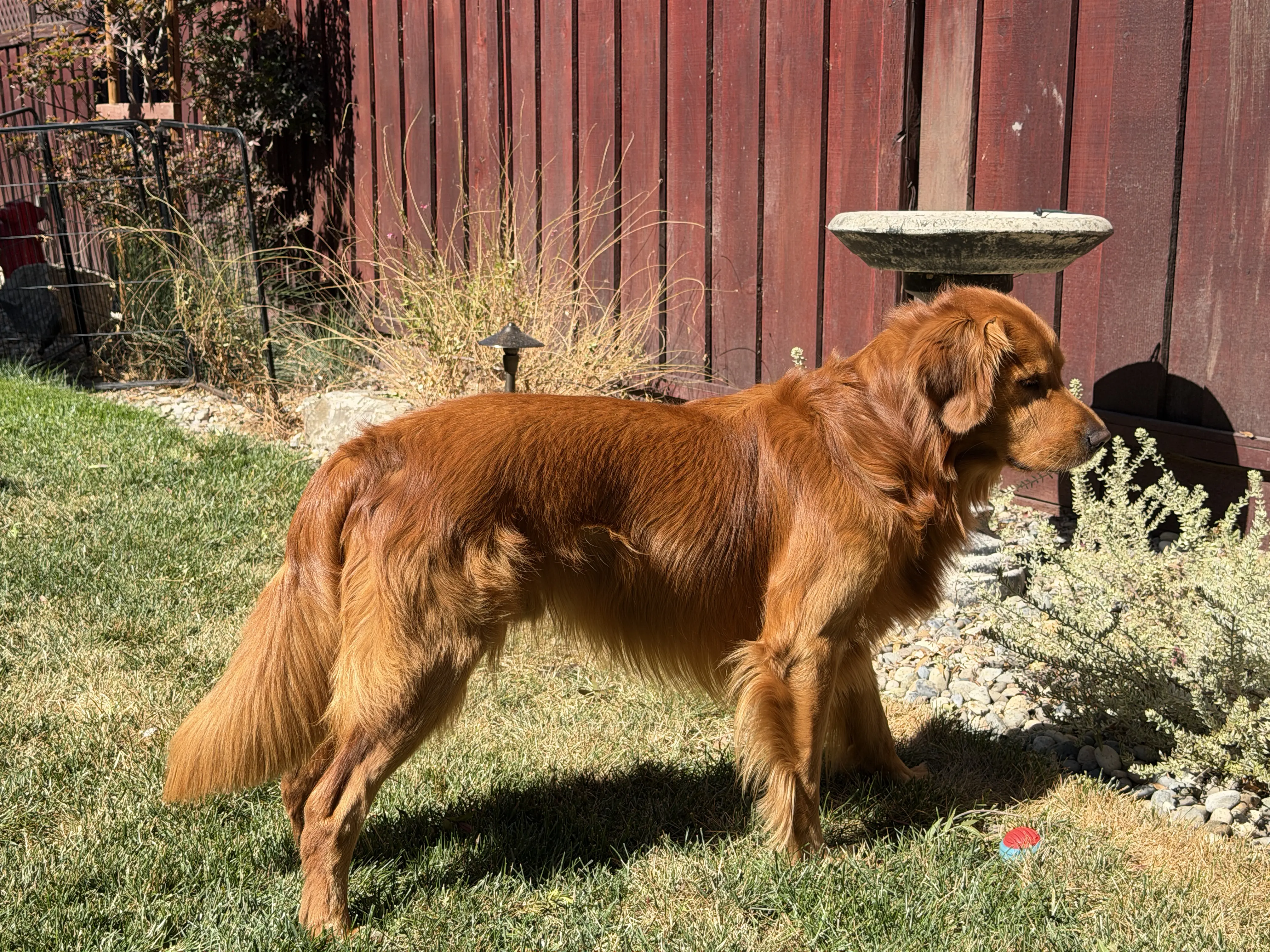 Golden Retriever stud dog: Golden Retriever standing in a sunny yard beside a red fence