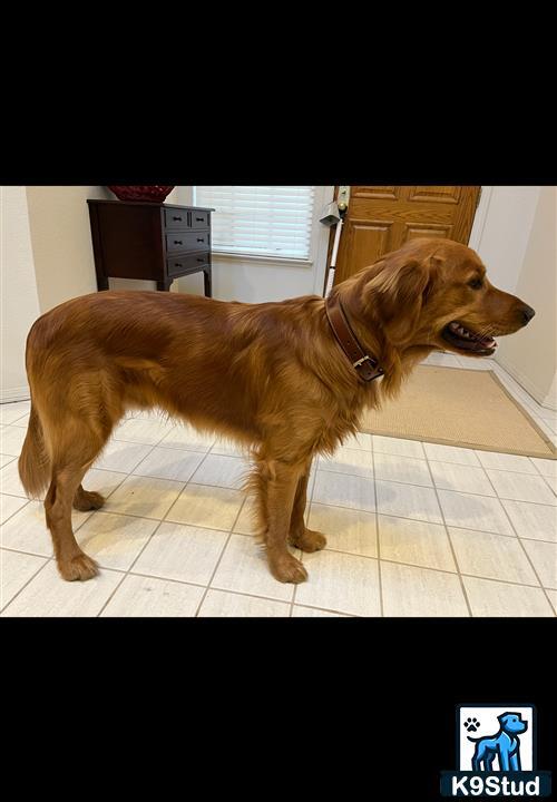a golden retriever dog standing on a tile floor