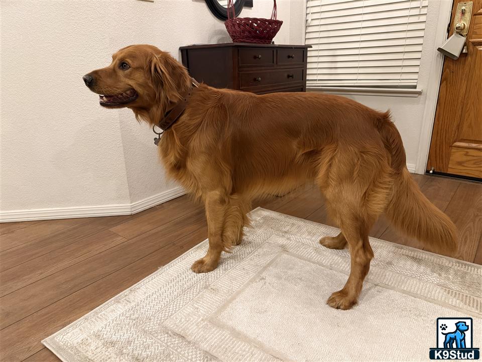 a golden retriever dog standing on a rug