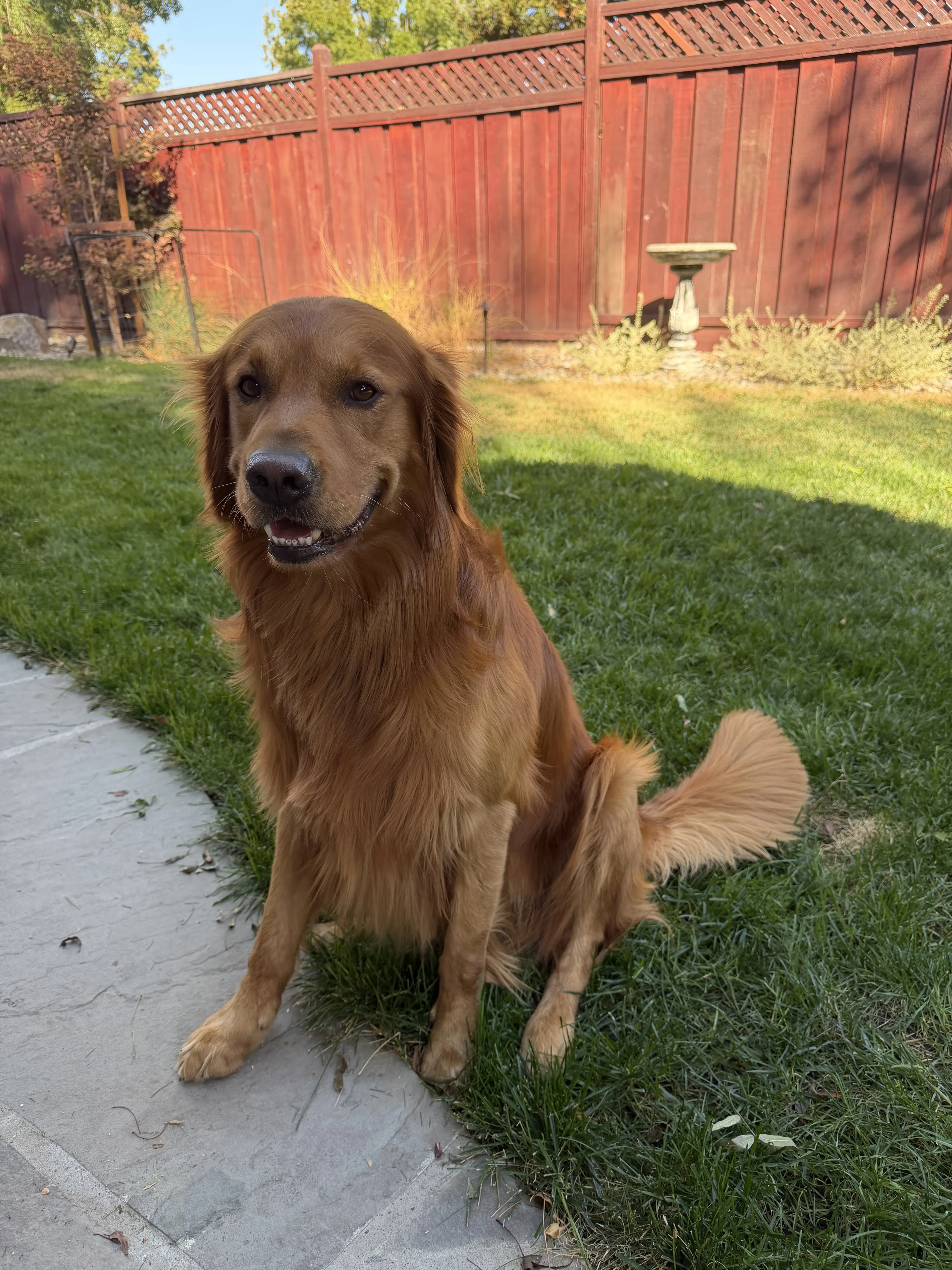 Golden Retriever stud dog: Golden Retriever sitting on grass with a red wooden fence background