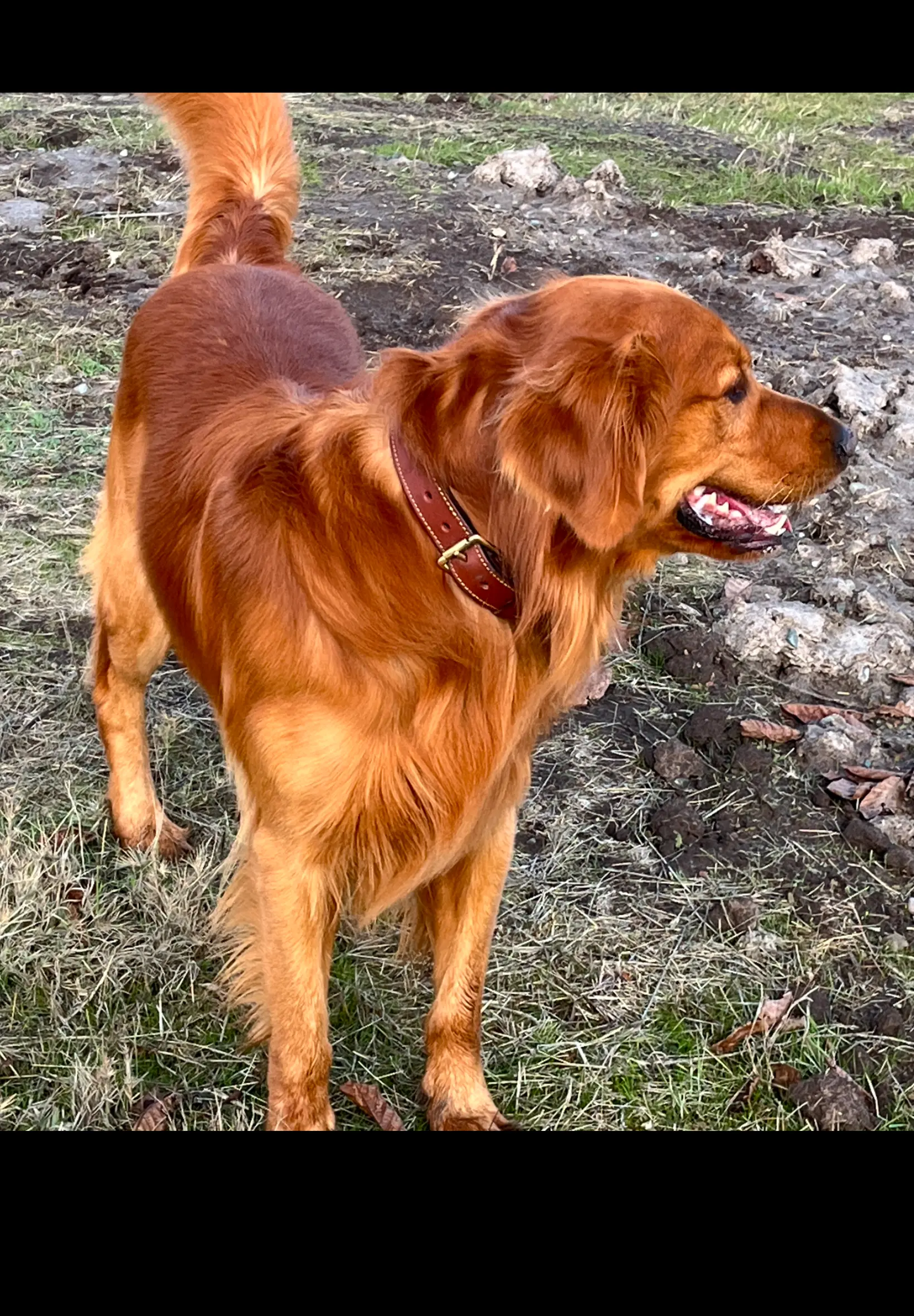 Golden Retriever stud dog: Golden Retriever with a shiny golden coat standing outdoors