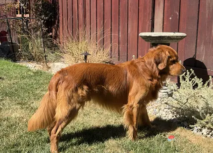 Golden Retriever stud dog: Golden Retriever standing in a sunny yard beside a red fence