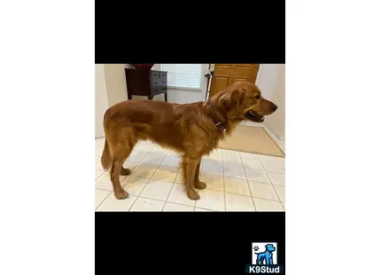 a golden retriever dog standing on a tile floor