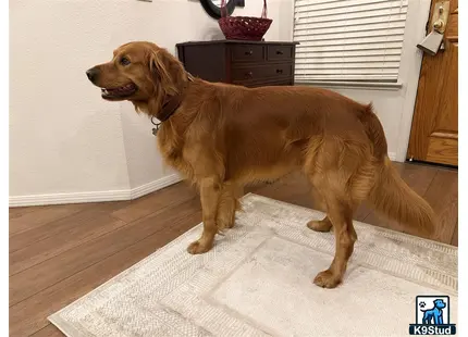a golden retriever dog standing on a rug