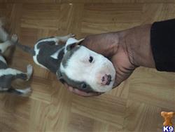 american pit bull puppy posted by rdraper