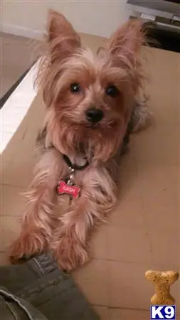 Yorkshire Terrier stud dog