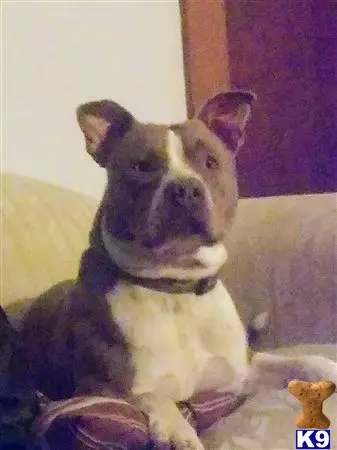 American Pit Bull stud dog