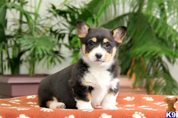 Pembroke Welsh Corgi