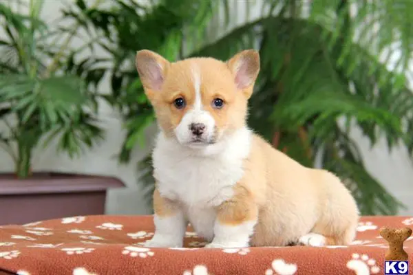 Pembroke Welsh Corgi