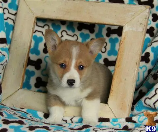 Pembroke Welsh Corgi