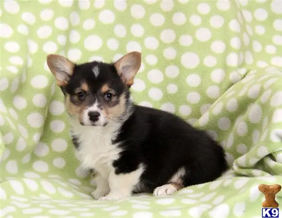 Pembroke Welsh Corgi