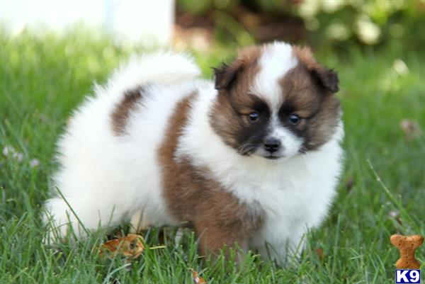 skittles pomeranian pomeranian puppy for sale skittles pomeranian 4 years skittles pomeranian pomeranian puppy for sale skittles pomeranian 4 years