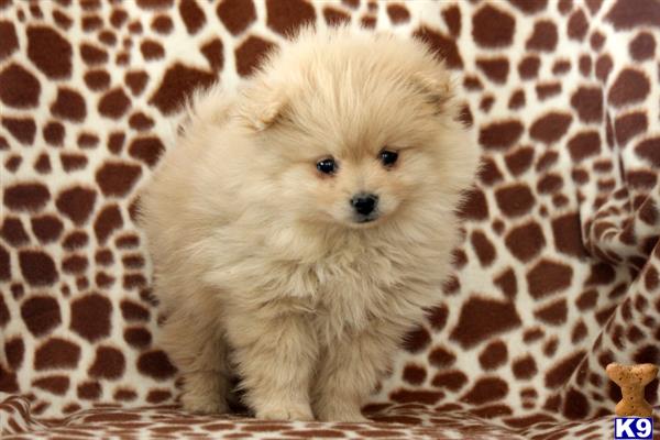 pomeranian puppy posted by realgfp