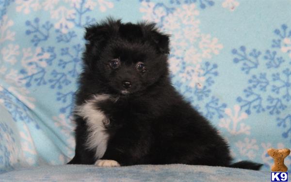pomeranian puppy posted by realgfp