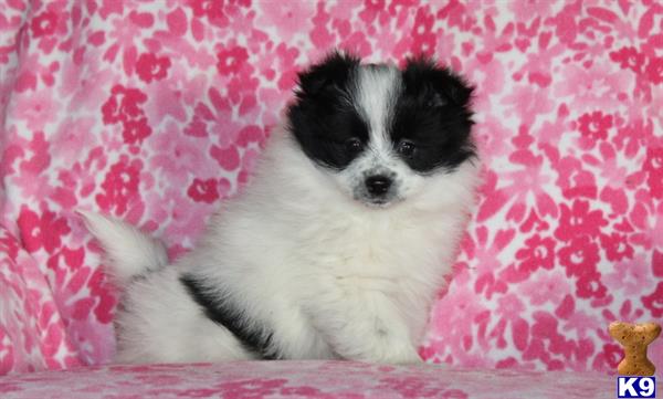 pomeranian puppy posted by realgfp