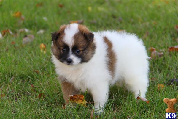 skittles pomeranian pomeranian puppy for sale skittles pomeranian 4 years skittles pomeranian pomeranian puppy for sale skittles pomeranian 4 years
