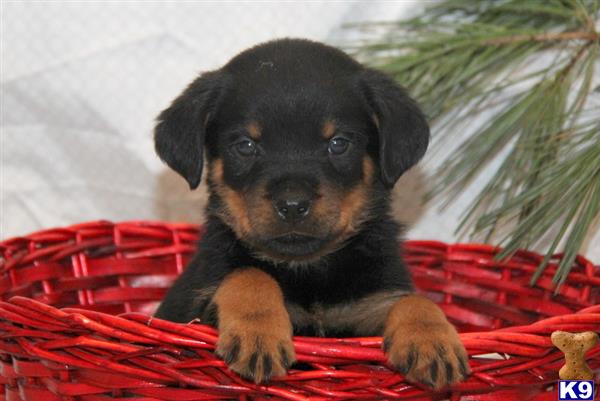 rottweiler puppy posted by realgfp