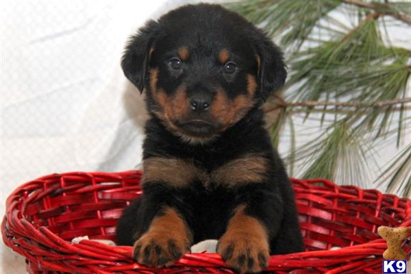rottweiler puppy posted by realgfp