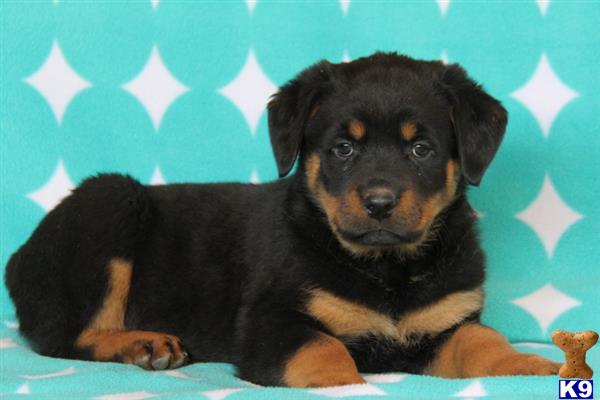rottweiler puppy posted by realgfp