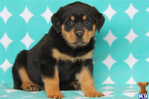 rottweiler puppy posted by realgfp