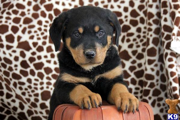 rottweiler puppy posted by realgfp
