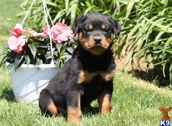 Rottweiler Puppy for Sale: Riley / Rottweiler 6 Years old