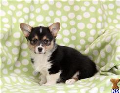 Pembroke Welsh Corgi