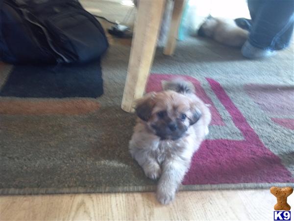 lhasa apso pomeranian mix puppies lhasa apso puppy for sale lhasa apso pomeranian mix la pom hybrid 6 years lhasa apso pomeranian mix puppies lhasa apso puppy for sale lhasa apso pomeranian mix la pom hybrid 6 years