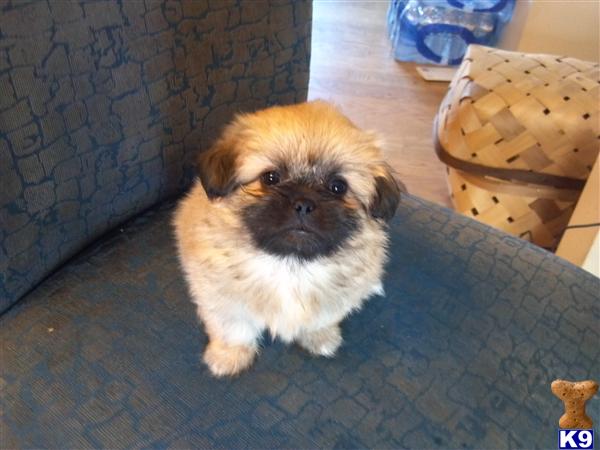 lhasa apso pomeranian mix puppies lhasa apso puppy for sale lhasa apso pomeranian mix la pom hybrid 6 years lhasa apso pomeranian mix puppies lhasa apso puppy for sale lhasa apso pomeranian mix la pom hybrid 6 years